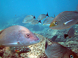 diving isabela island off the coast of san blas